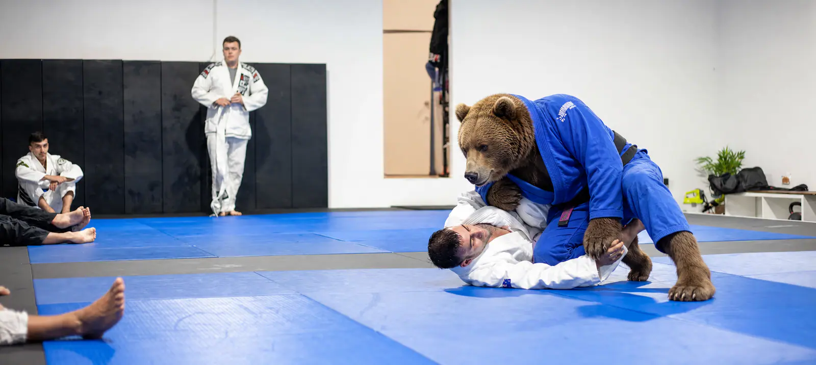 Jiu-Jitsu Brésilien Strongbear Ours Strongbear pratiquant le Jiu-Jitsu Brésilien au sol